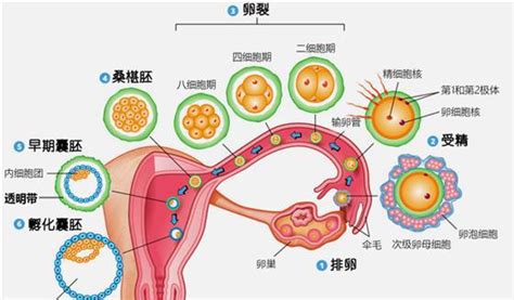 哈尔滨不孕不育
