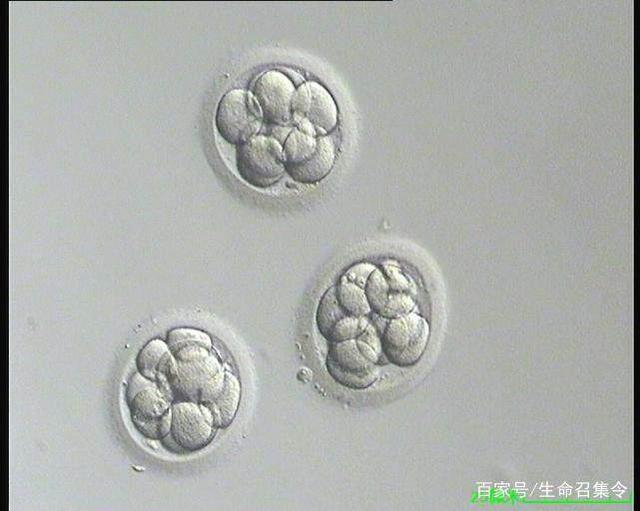 怀孕多久测出来