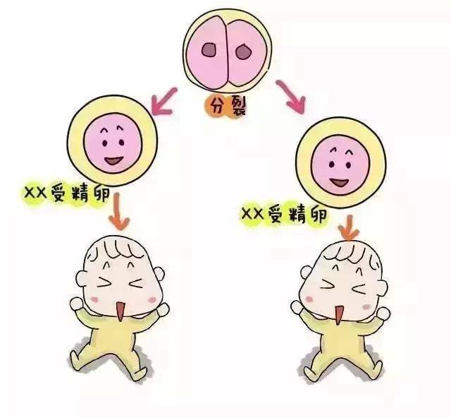 取卵后
