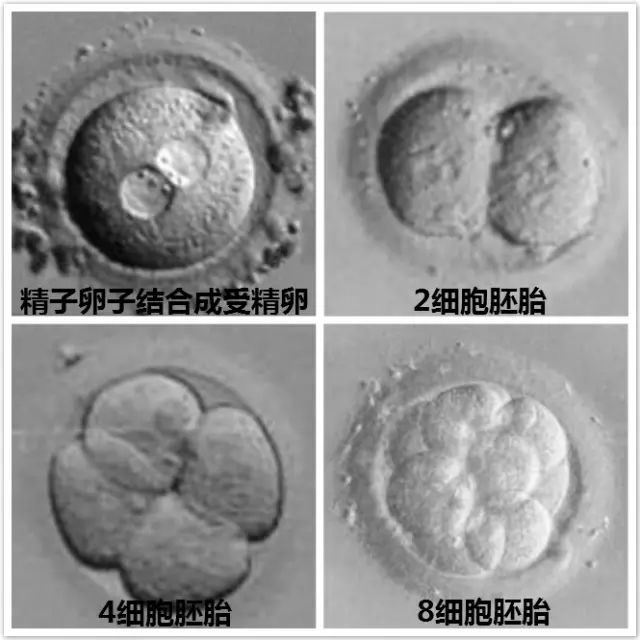 哈尔滨试管婴儿医院