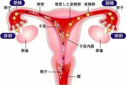 台湾助孕